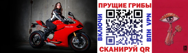 Псилоцибиновые грибы GOLDEN TEACHER  как найти   Черноголовка 